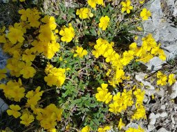 hlianthme  feuilles de nummulaire-a - 21/05/2020 -Vallon Combeau, Vercors (Drôme)